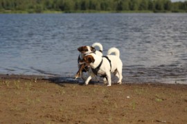 IMG 0527